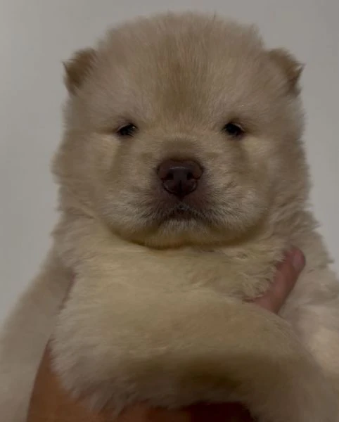 chow chow  | Foto 1
