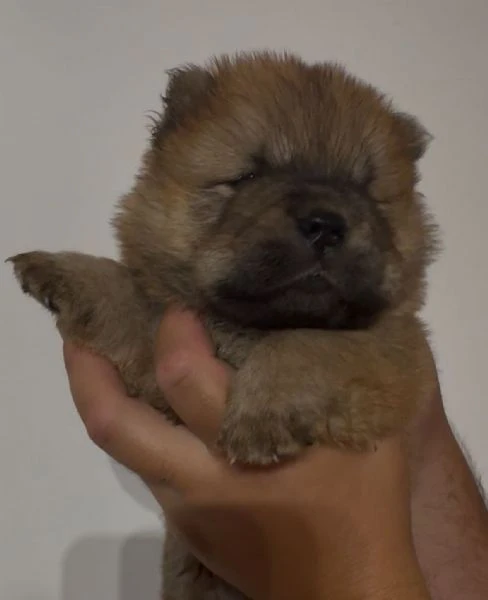 chow chow 