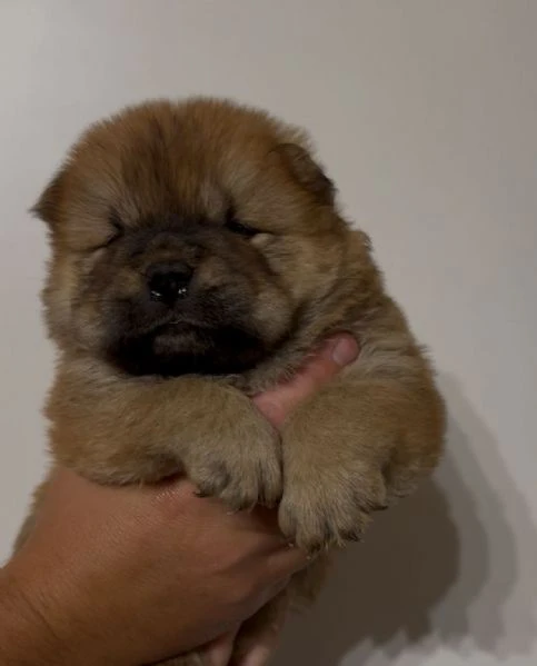 chow chow  | Foto 0