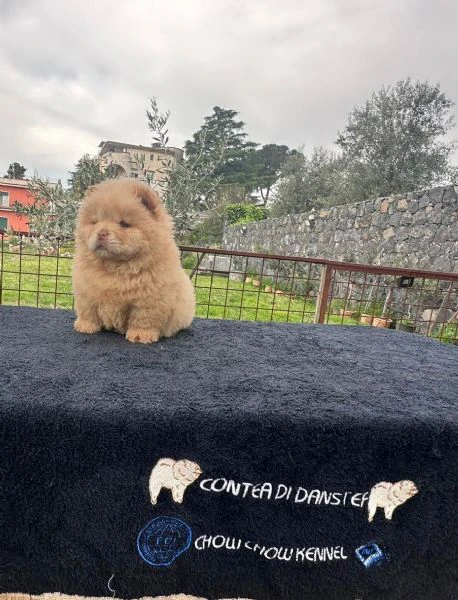 chow chow bianco  | Foto 1