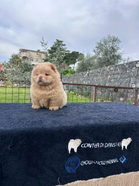 chow chow bianco  | Foto 0