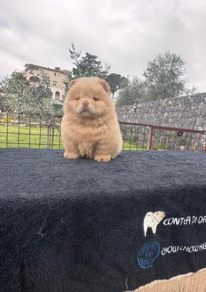 chow chow bianco 