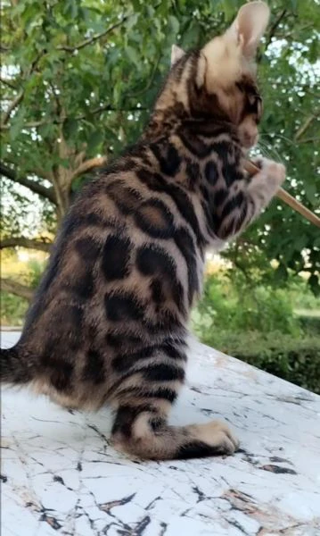  cuccioli di bengala | Foto 6