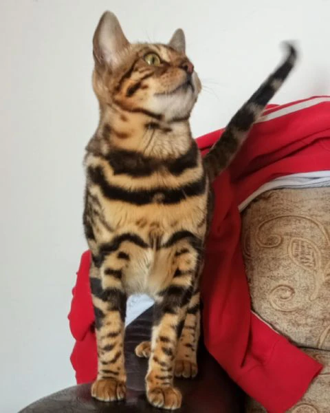  cuccioli di bengala | Foto 5