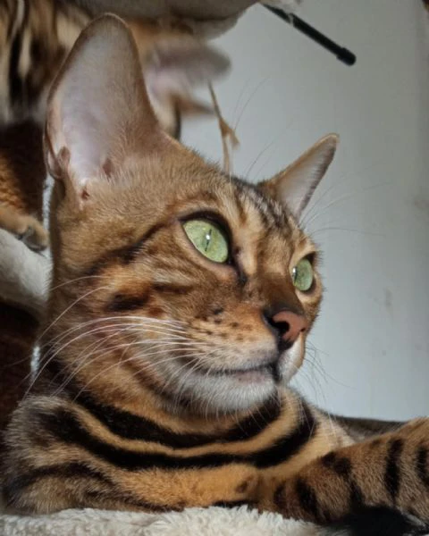  cuccioli di bengala | Foto 4