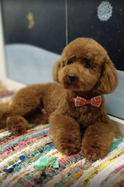 barboncino rosso – cuccioli in vendita | Foto 6