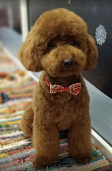 barboncino rosso – cuccioli in vendita | Foto 3
