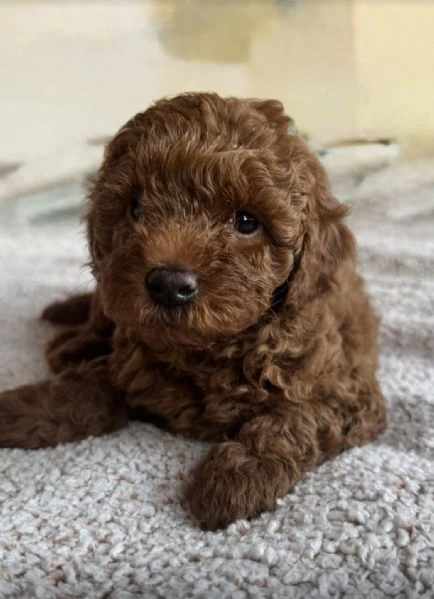 barboncino rosso – cuccioli in vendita