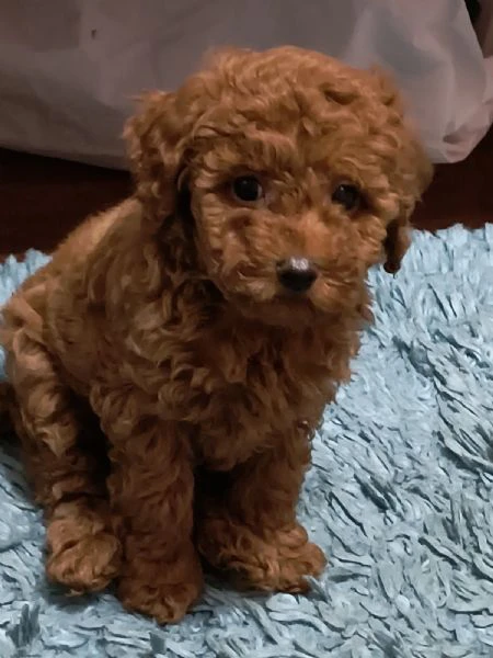 barboncino rosso – cuccioli in vendita | Foto 2