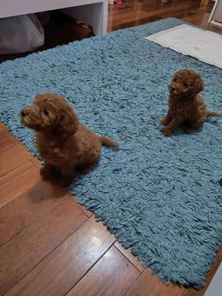 barboncino rosso – cuccioli in vendita | Foto 1