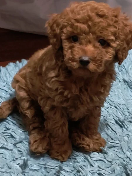 barboncino rosso – cuccioli in vendita | Foto 0