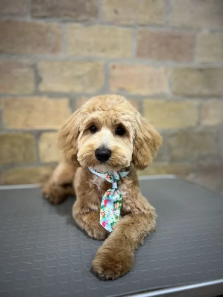 maltipoo – bellissimi cuccioli in vendita | Foto 6
