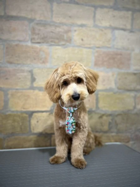 maltipoo – bellissimi cuccioli in vendita | Foto 5