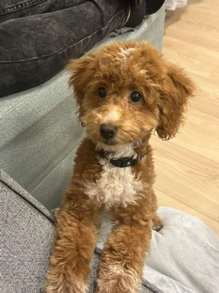 maltipoo – bellissimi cuccioli in vendita | Foto 4
