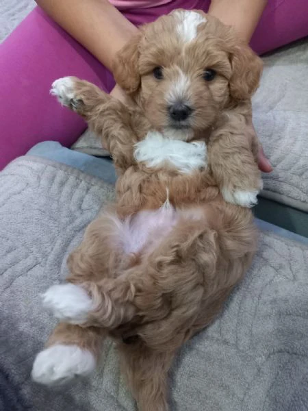 maltipoo – bellissimi cuccioli in vendita | Foto 3