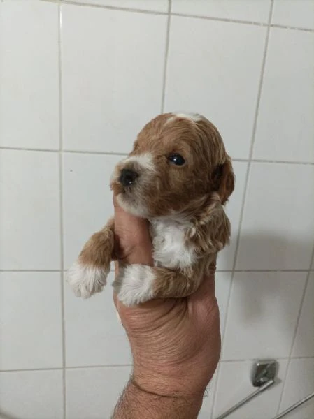 maltipoo – bellissimi cuccioli in vendita | Foto 2