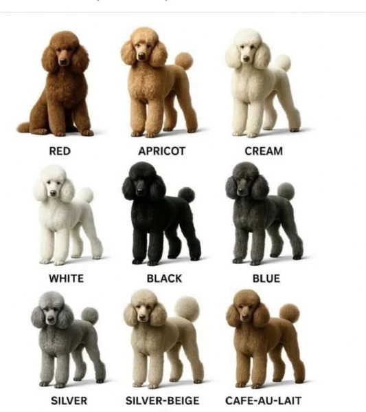 maltipoo – bellissimi cuccioli in vendita
