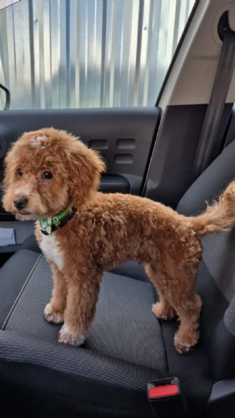 maltipoo – bellissimi cuccioli in vendita | Foto 1