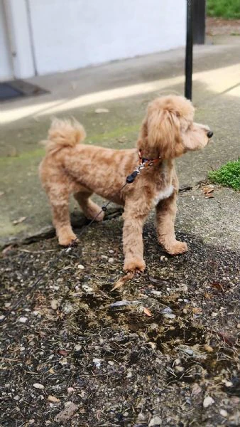 maltipoo – bellissimi cuccioli in vendita | Foto 0