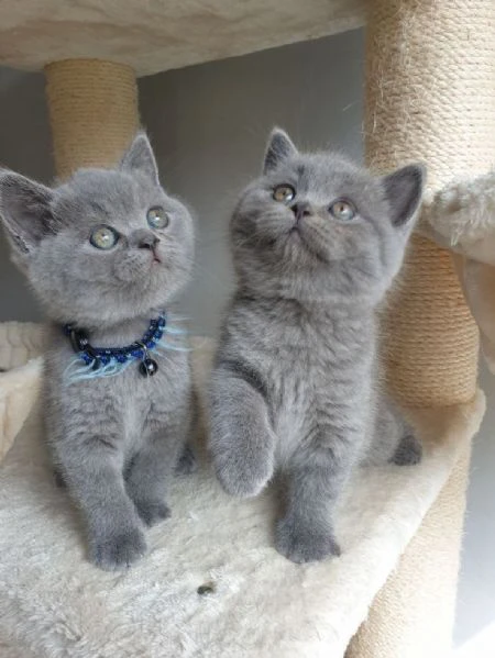 gattini british shorthair pronti per essere adottati