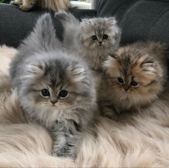 gattini persiani completamente vaccinati