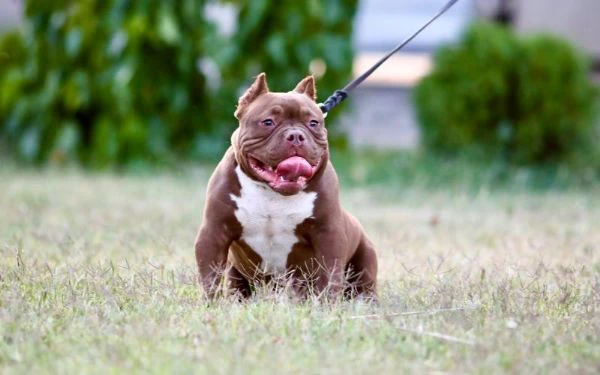 microbully – cuccioli in vendita | Foto 4