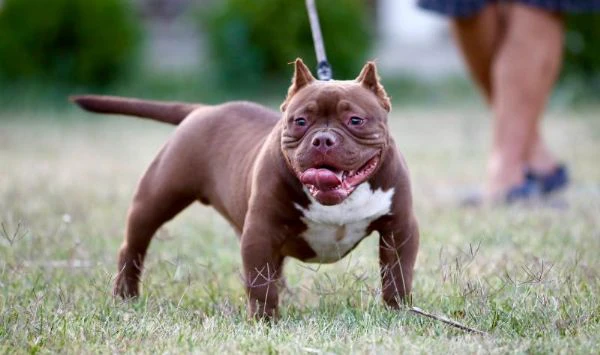 microbully – cuccioli in vendita | Foto 3