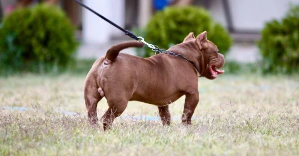 microbully – cuccioli in vendita | Foto 2