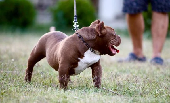microbully – cuccioli in vendita | Foto 1