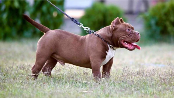 microbully – cuccioli in vendita