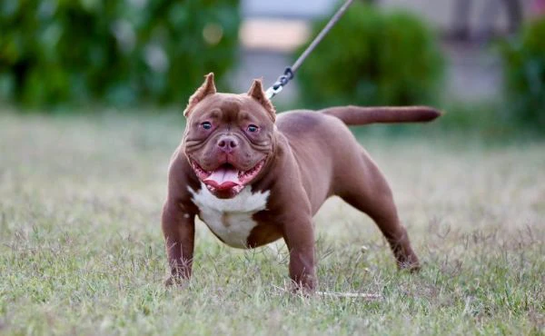 microbully – cuccioli in vendita | Foto 0