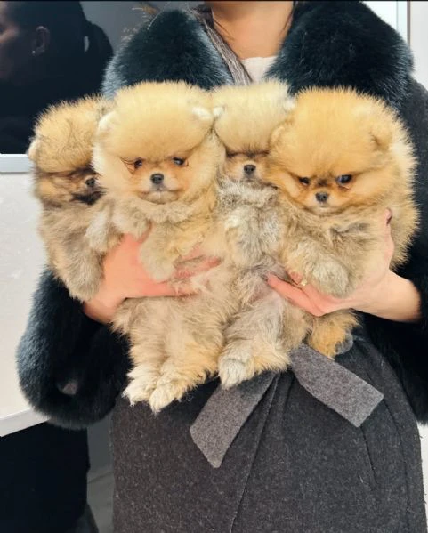 spitz pomerania toy | Foto 0