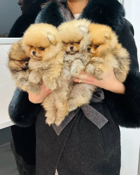 spitz pomerania toy