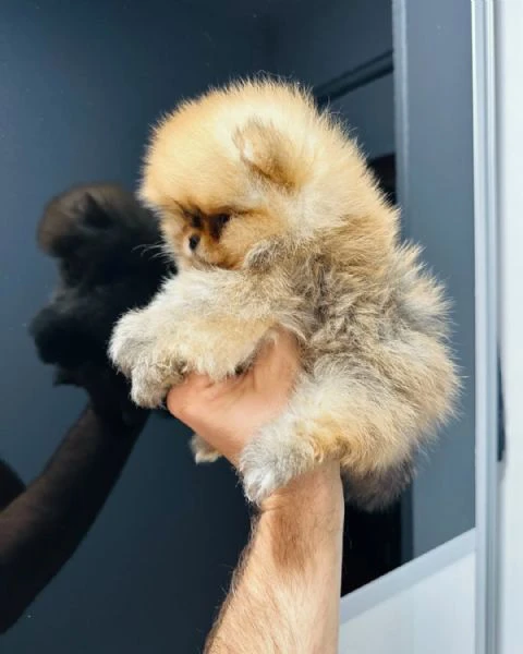 cuccioli di spitz pomerania toy