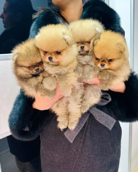 cuccioli di spitz pomerania toy | Foto 0