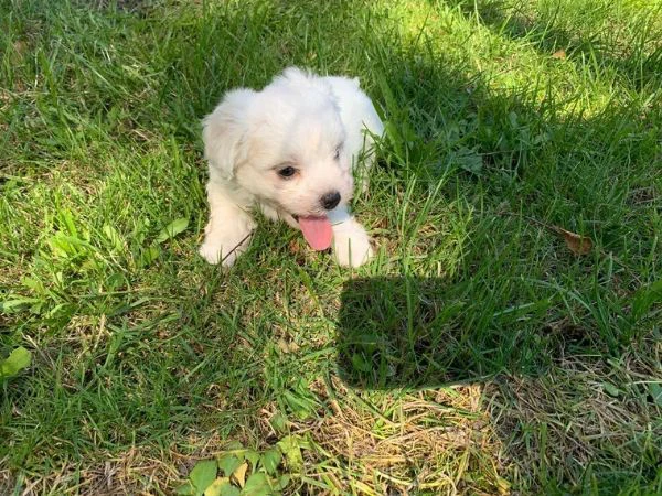 cuccioli maltesi addestrati a casa | Foto 4