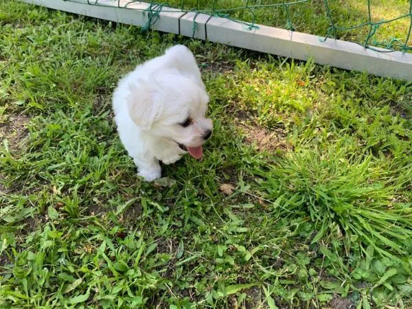 cuccioli maltesi addestrati a casa | Foto 3