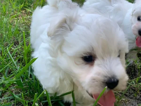 cuccioli maltesi addestrati a casa | Foto 2