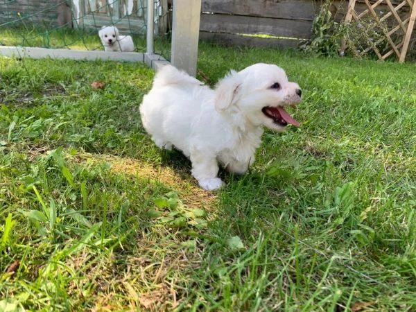 cuccioli maltesi addestrati a casa | Foto 1
