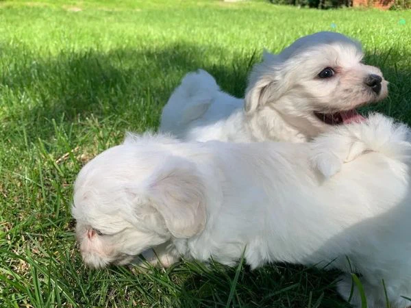 cuccioli maltesi addestrati a casa