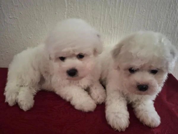 cuccioli di bichon frisé | Foto 4