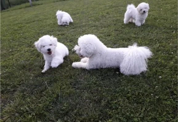 cuccioli di bichon frisé | Foto 3