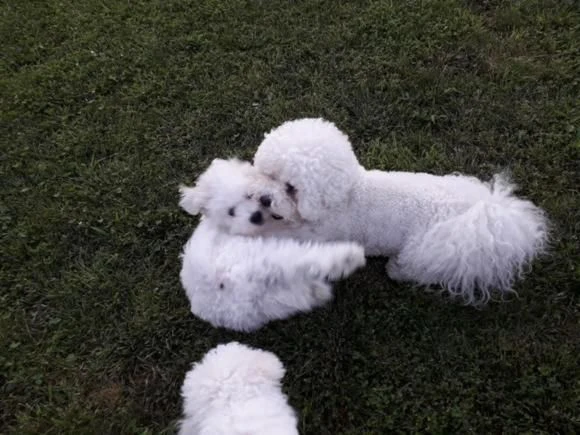 cuccioli di bichon frisé | Foto 2