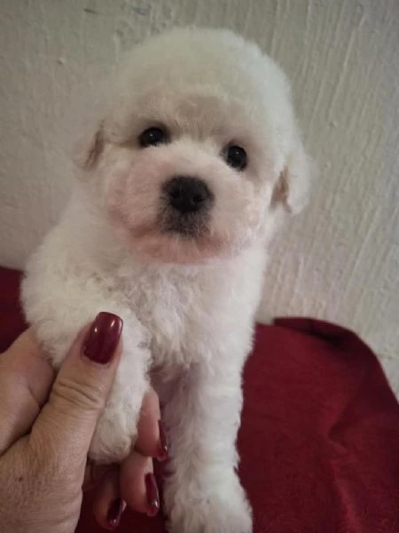 cuccioli di bichon frisé | Foto 1