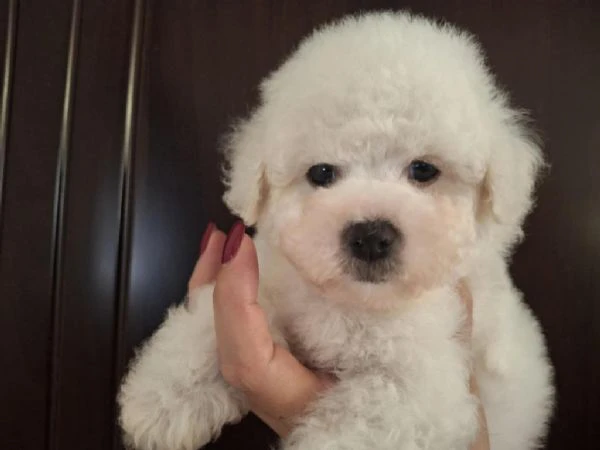 cuccioli di bichon frisé