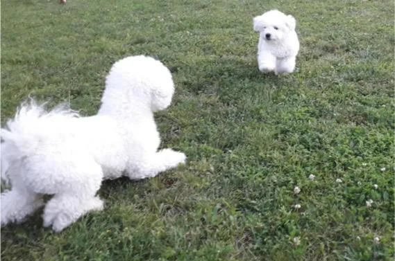cuccioli di bichon frisé | Foto 0