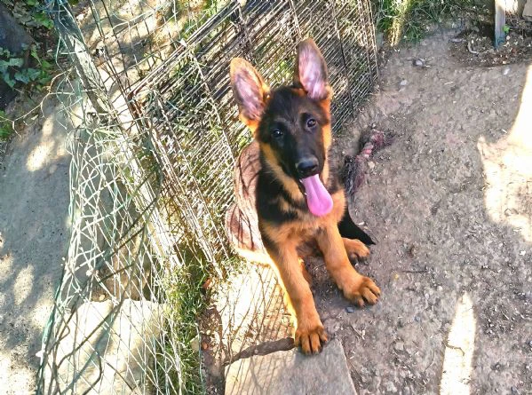 ultimo cucciolo maschio 