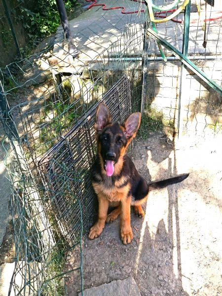 ultimo cucciolo maschio  | Foto 3