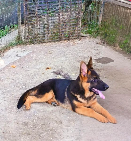 ultimo cucciolo maschio  | Foto 2
