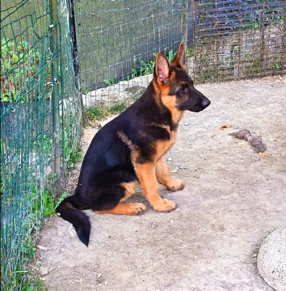 ultimo cucciolo maschio  | Foto 1